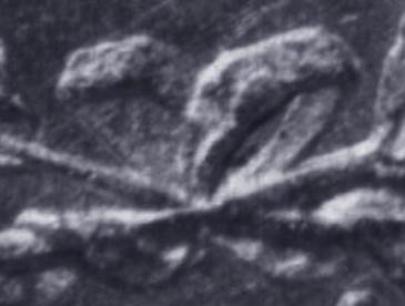 No Crescent